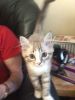 RagaMuffin Kittens Needs a Home