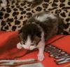 RagaMuffin Cat World- Kittens For Adoption