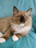 TICA RAGDOLL KITTENS AVAILABLE IN MD
