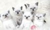 Ragdoll Kittens Available for sale