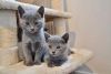 Russain Blue Kittens for sale