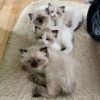 Gorgeous Ragdol kittens. Text or WhatsApp at.... +1(5xx) xx4-36xx