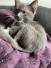 Grey ragdoll kitten