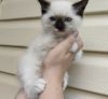 Cute ragdoll kitten looking for a new home