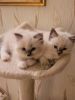 GCCF RAGDOLL KITTENS THREE FEMALE 2 MITTED 1 COLOUR POINT