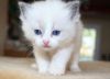 Very Smart Blue Eyes Ragdoll Kittens