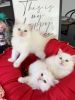 READY NOW - LILAC/RED/CREAM MITTED WITH BLAZE RAGDOLL KITTENS