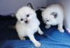 Akin Purebred Blue and Seal Point Ragdoll Kittens