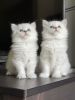 Ragdoll/ British Longhair Mix Kittens