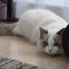 Ragdoll for rehoming