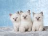 Ragdoll kittens available