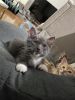 Grey Ragdoll kitten