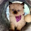 Gifted Ragdoll Kittens For Sale