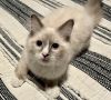 Blue Mitted Male TICA registered Ragdoll