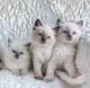 Male and female Ragdoll kittens for pet lovers.