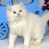 Blue eyes Ragdoll kitten