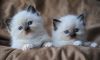 Ragdoll kittens for sale, boy and girl