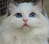 my gorgeous ragdoll looking for parents