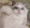 my ragdoll is looking for home, able to meet up