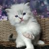 Super adorable Ragdoll Kitten