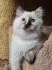 Adorable Male & Female Ragdoll Kittens For Sale