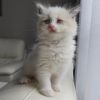 ragdoll kittens for adoption
