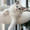 Beautiful Ragdoll Kittens Available for Loving Homes