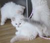 rack Doll kittens for adoption