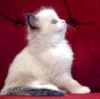 Purebred 10 Weeks Old Ragdolls Kittens For Sale