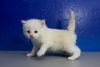 Mickey Cream Bicolor Mink Male Ragdoll Kitten