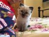 Ragdoll Kittens Need Caring Home