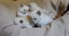 Beautiful Purebred Ragdoll Kittens Boys And Girls