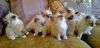 Ragdoll kittens sensational