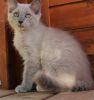 Ragdoll Kitten (Rare Sepia) Price reduced