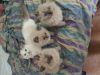 Beautiful TICA Registered Blue Mink Male Ragdoll Kittens