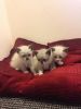 two stunning pets three little kittens