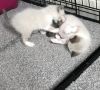 Ragdoll Kittens are now available