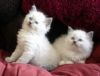 CUTE Male and female Ragdoll Kittens For Adoption
