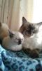Ragdoll Siamese kittens,