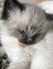 Beautiful Gccf Registered Kittens