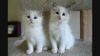 stunning litter of Ragdoll Kittens ready for new homes