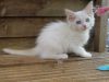 TICA Ragdoll kittens available now