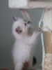 2 Champion Sired Lilac Ragdoll Kittens Active !!