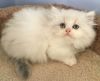 Ragdoll and Persian kittens for sale!