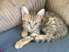 Savannah Kitten For Sale