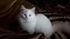 GORGEOUS RAGDOLL KITTENS TICA PURE BREED WHITE , MINK Blue and Lilac