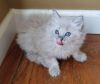 Beautiful Ragdoll Kittens blue seal flame mink and bicolors