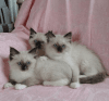 ragdoll/himalayan kittens