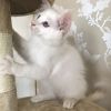 Blue And Seal Ragdoll Kittens Male And Female