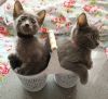 3 Grey Kittens 8 Weeks